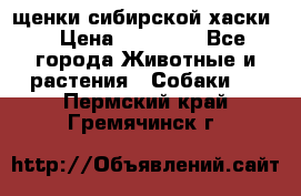 щенки сибирской хаски  › Цена ­ 10 000 - Все города Животные и растения » Собаки   . Пермский край,Гремячинск г.